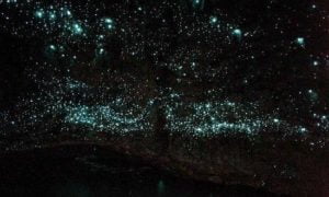 glowworms2