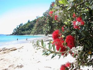 pohutukawa flowers